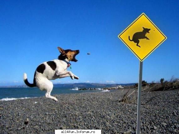 click pe imagine pentru a mari ! funny pics