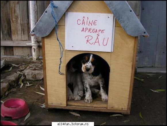 caine aproape rau

dati click pe imagine pentru a o vedea mai bn.. imagini