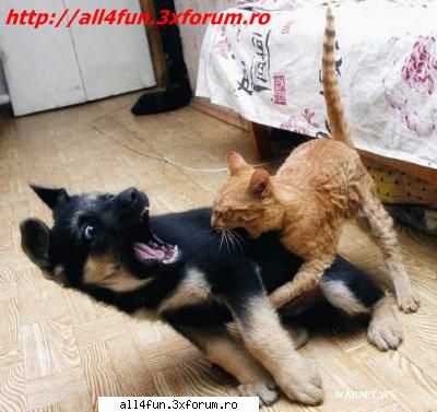 Imagini - dati click pe imagine pentru a o vedea mai bn - ***_***Imagini Amuzante***_***
