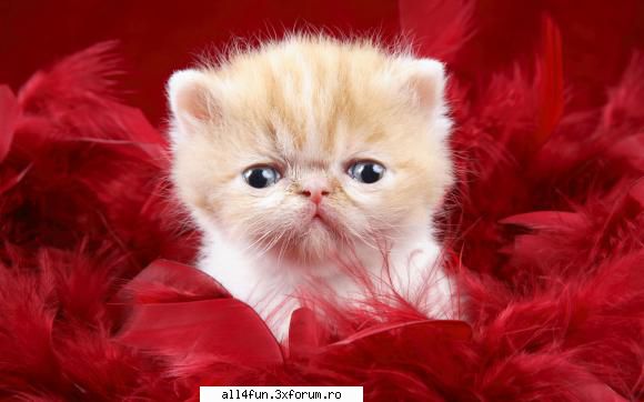 click pe imagine pentru a mari . love  img