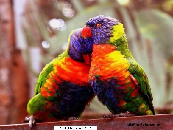 click pe imagine pentru a mari love