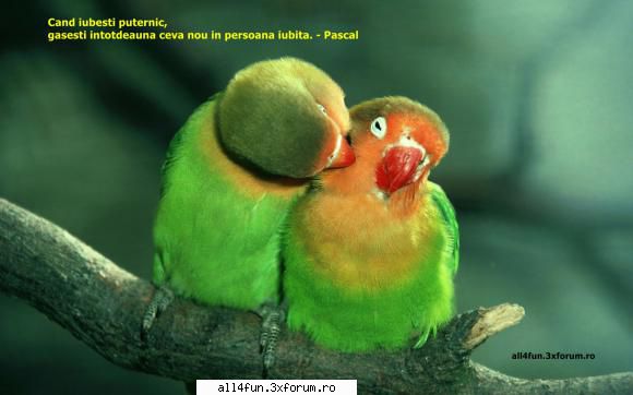 click pe imagine pentru a mari love